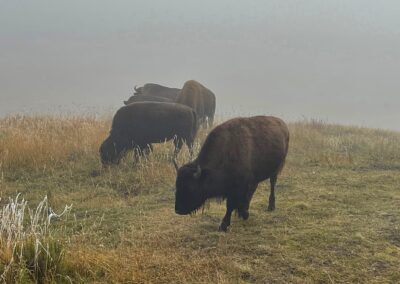 Bisons im Nebel