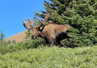 Moose in Jasper NP